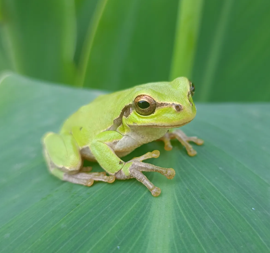 В Чернобыльской зоне обнаружили лягушек-мутантов: они смутили ученых